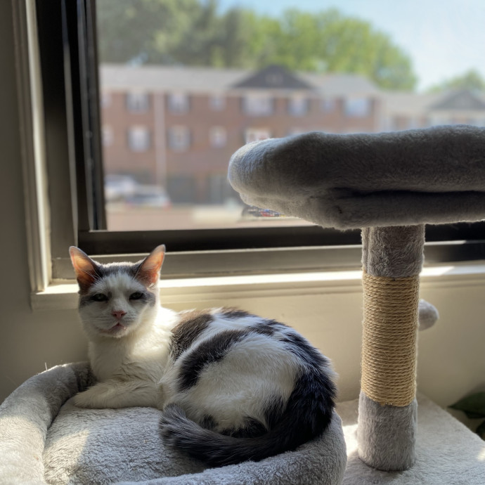 Your Cat's New Bestie