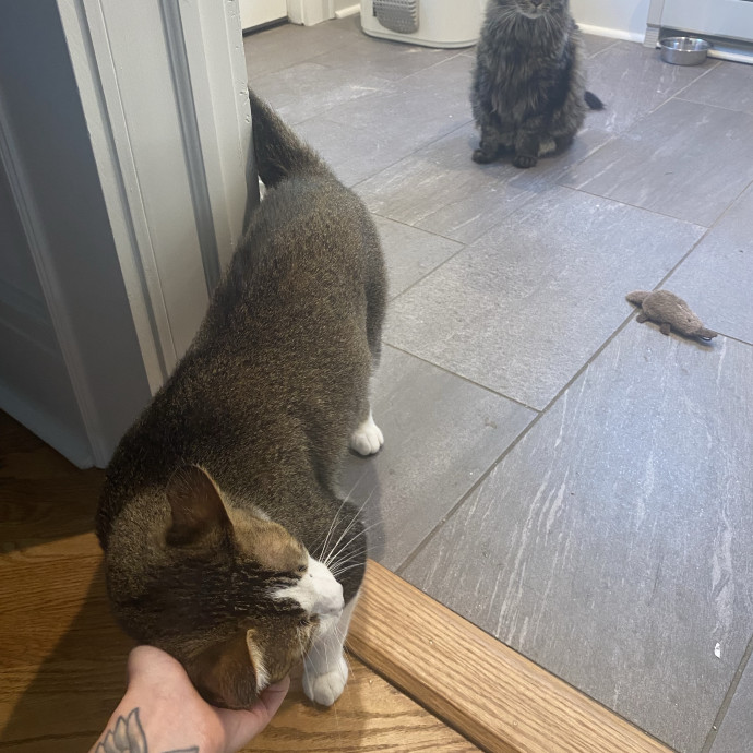 Your Cat's New Bestie