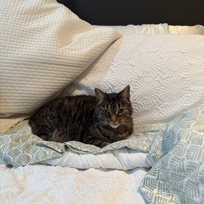 Your Cat's New Bestie