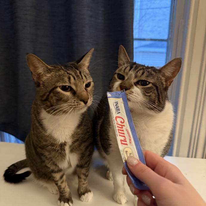 Your Cat's New Bestie