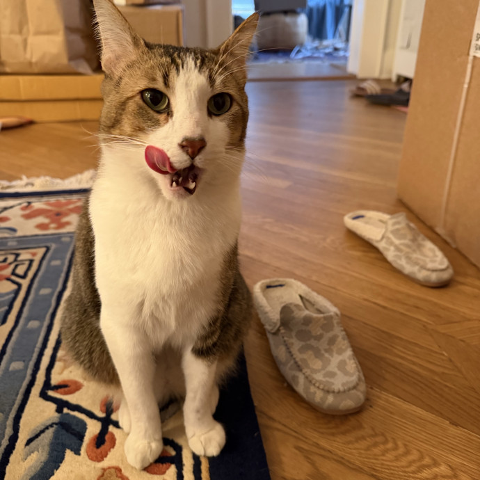Your Cat's New Bestie
