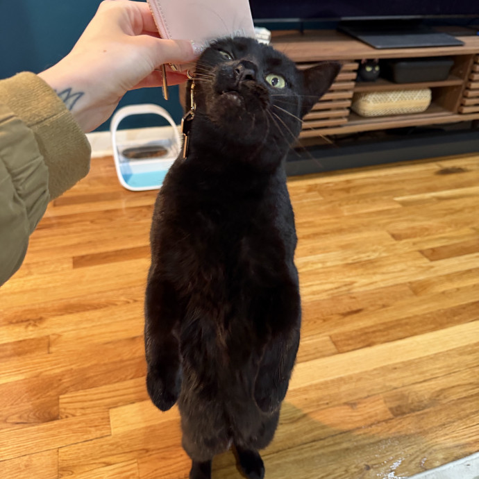 Your Cat's New Bestie