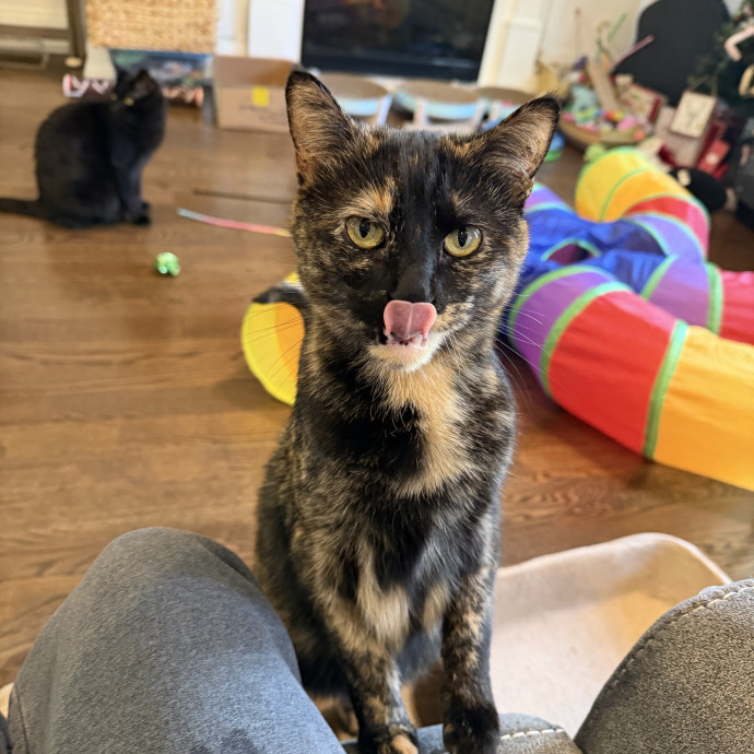 Your Cat's New Bestie