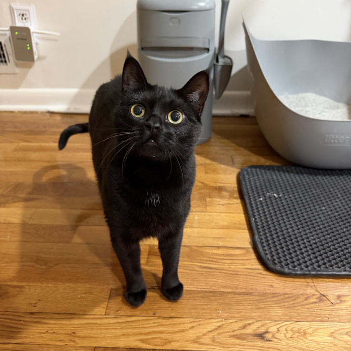 Your Cat's New Bestie