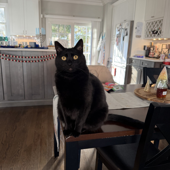 Your Cat's New Bestie