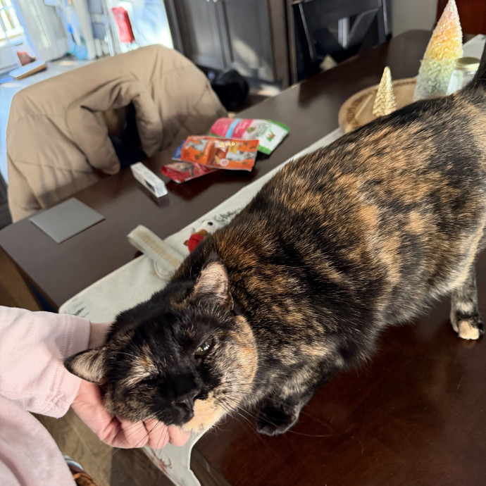 Your Cat's New Bestie