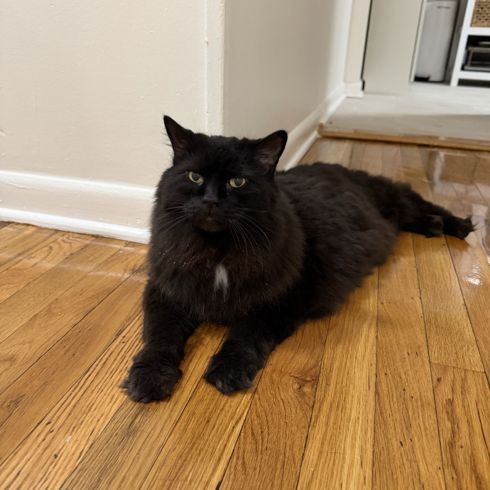 Your Cat's New Bestie