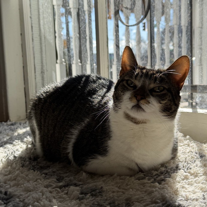 Your Cat's New Bestie