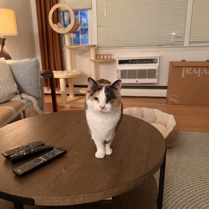 Your Cat's New Bestie