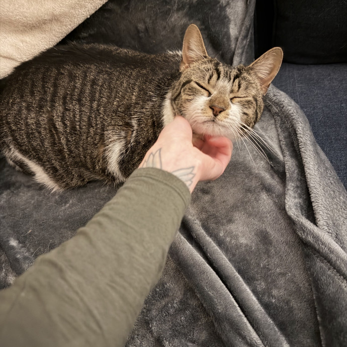 Your Cat's New Bestie