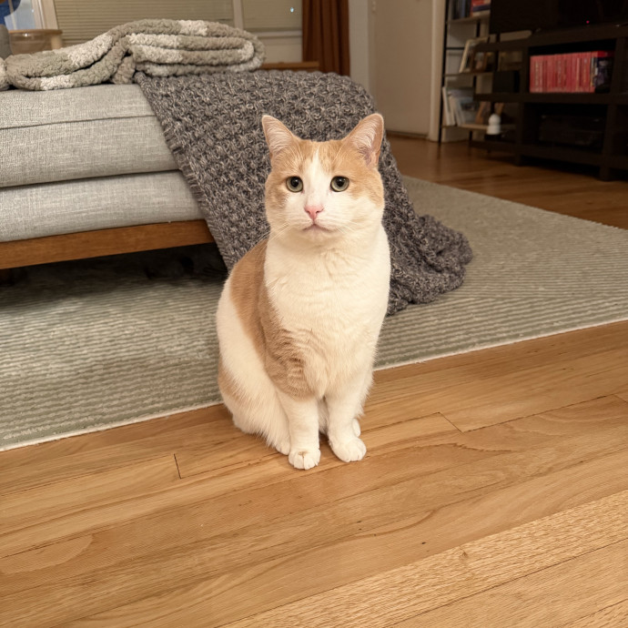 Your Cat's New Bestie