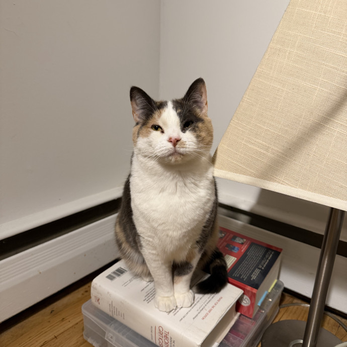 Your Cat's New Bestie