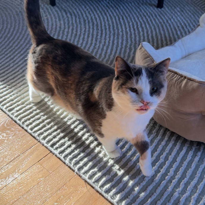 Your Cat's New Bestie