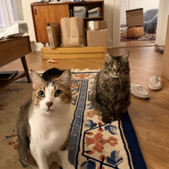 Your Cat's New Bestie