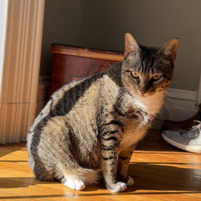 Your Cat's New Bestie