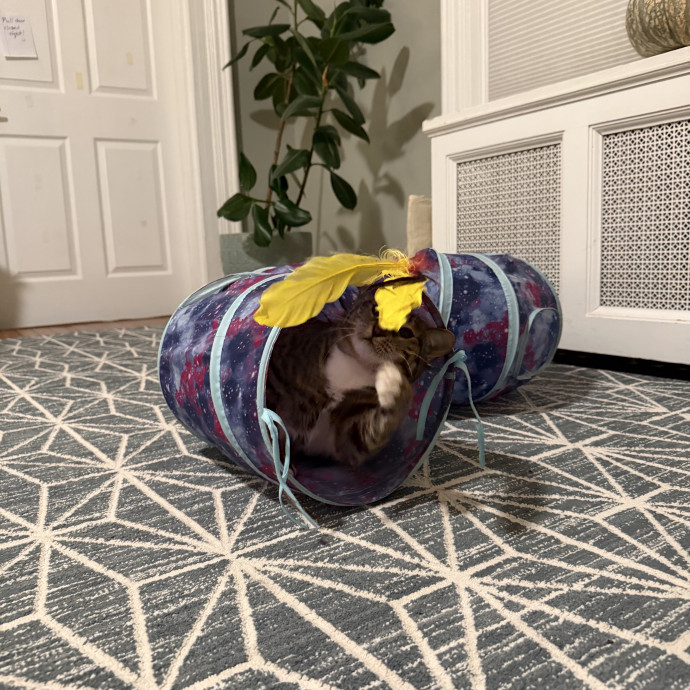 Your Cat's New Bestie