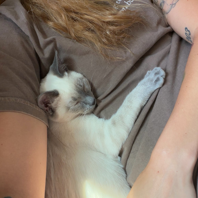 Your Cat's New Bestie