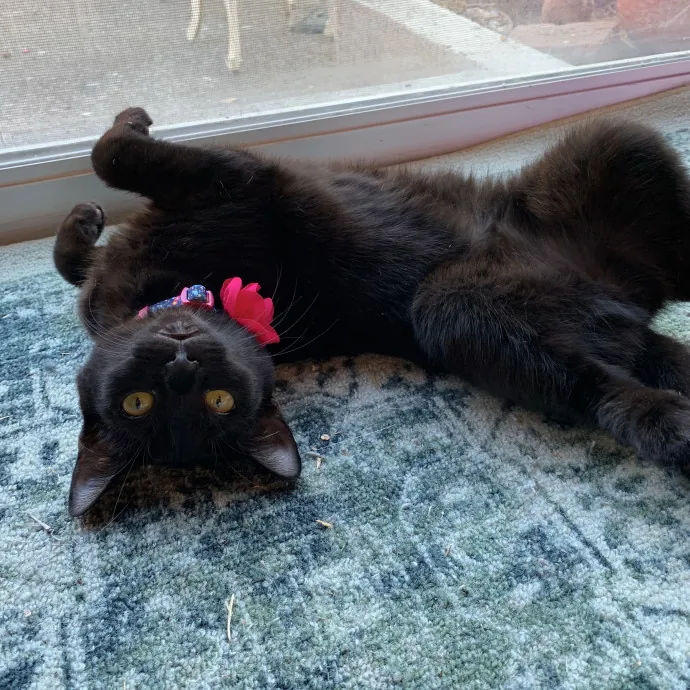 A Substitute Cat Mom For Your Fur Babies photo 2