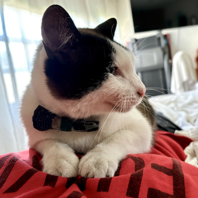 Caring Loving Fan Of Cats
