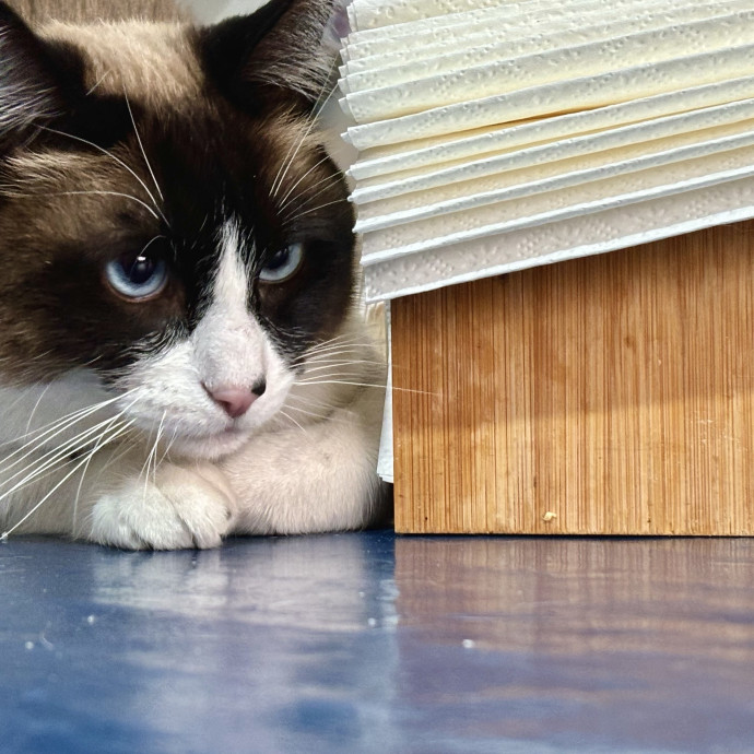 Caring Loving Fan Of Cats