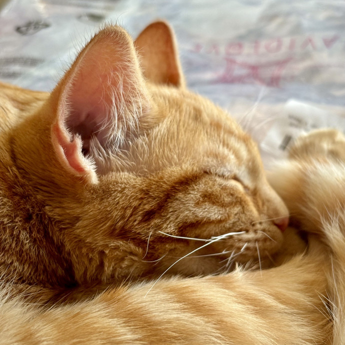 Caring Loving Fan Of Cats