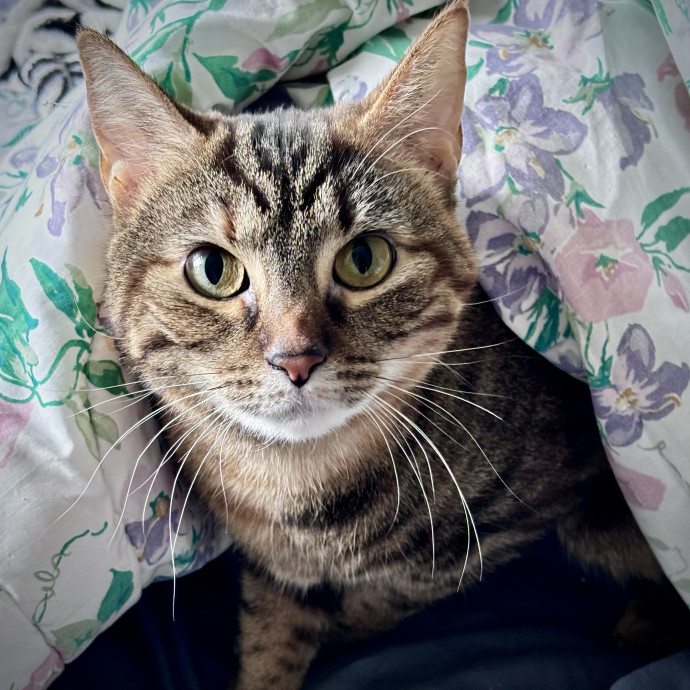 Caring Loving Fan Of Cats