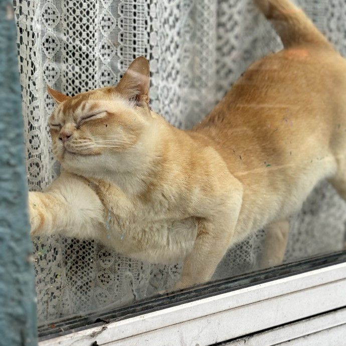 Caring Loving Fan Of Cats