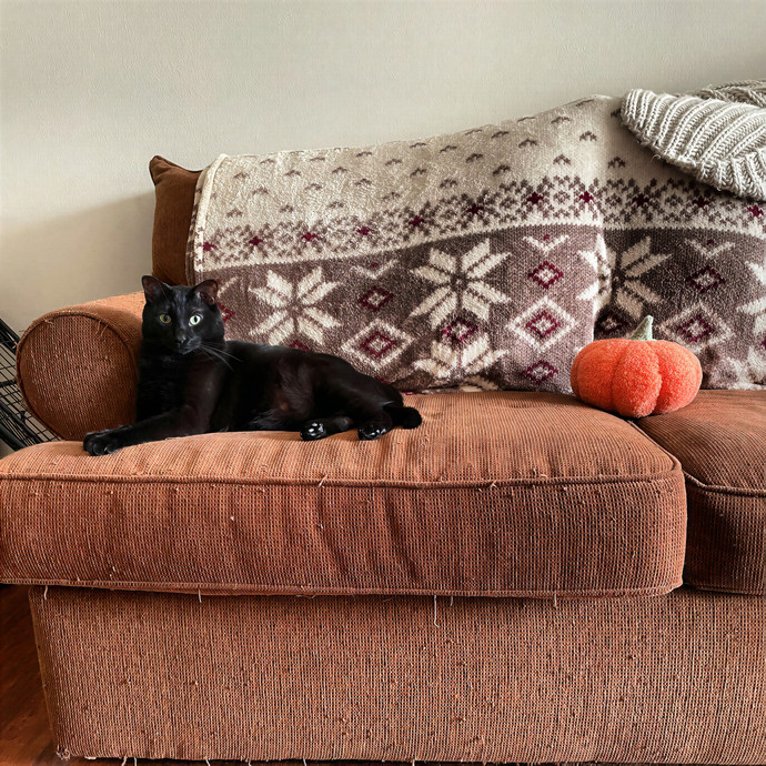 Keira The Cat Sitter