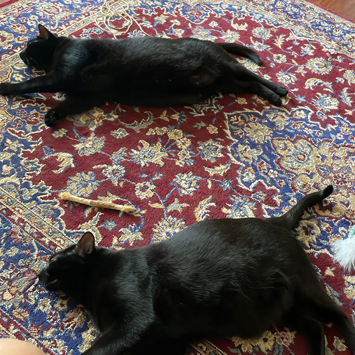 Keira The Cat Sitter photo 3