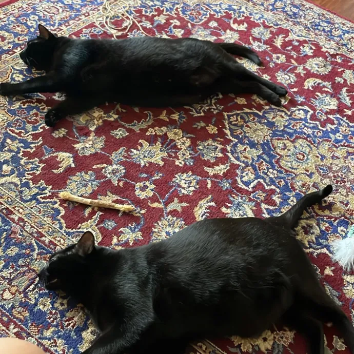 Keira The Cat Sitter photo 3