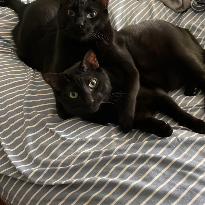 Keira The Cat Sitter photo 2