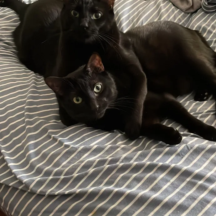 Keira The Cat Sitter photo 2