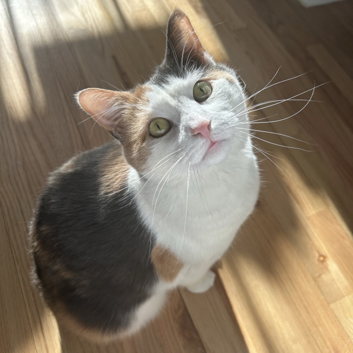 Life-Long Cat Mom