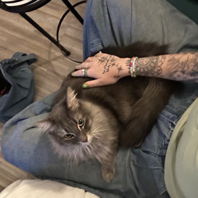 Life-Long Cat Mom photo 3