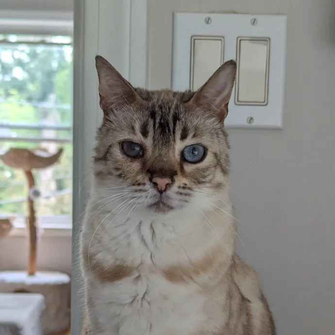 Experienced Feline Caretaker