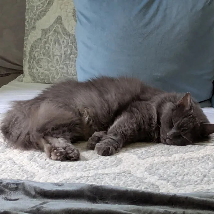 Experienced Feline Caretaker