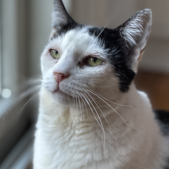 Experienced Feline Caretaker