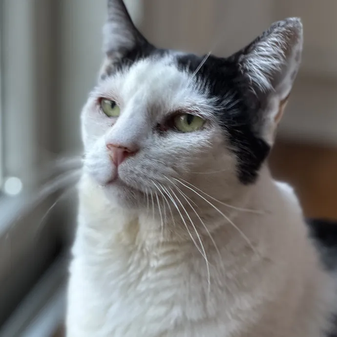 Experienced Feline Caretaker