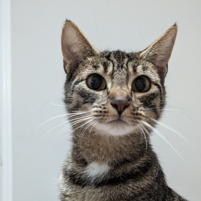 Experienced Feline Caretaker
