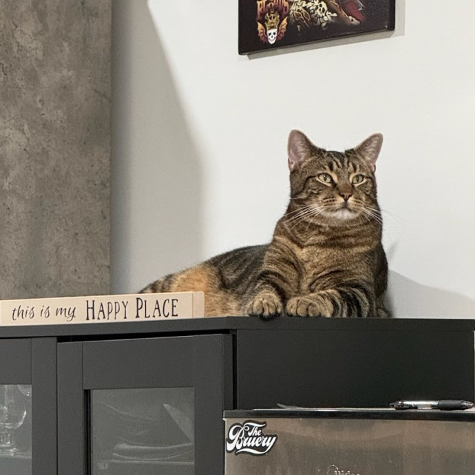 Experienced Feline Caretaker