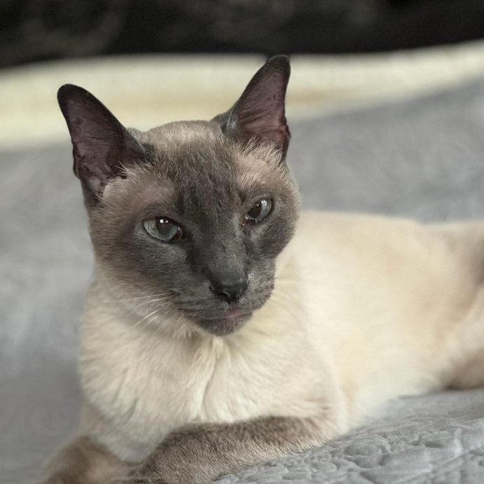 Experienced Feline Caretaker photo 3