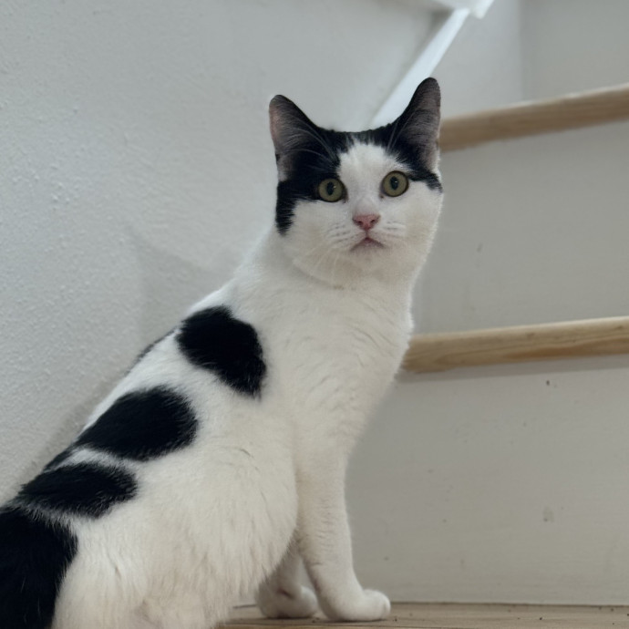 Experienced Feline Caretaker photo 2
