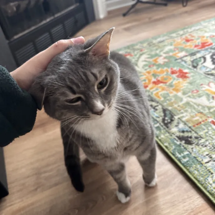 Animal Lover And Cat Sitter