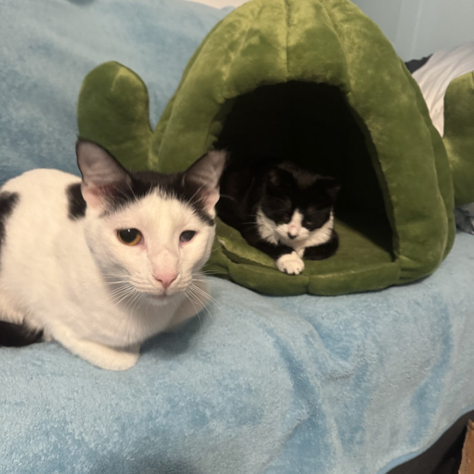 Animal Lover And Cat Sitter