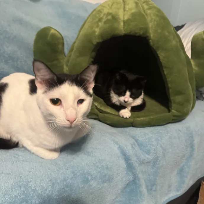 Animal Lover And Cat Sitter