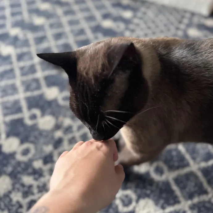 Animal Lover And Cat Sitter