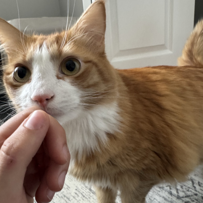 Animal Lover And Cat Sitter