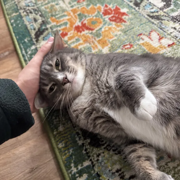 Animal Lover And Cat Sitter photo 3