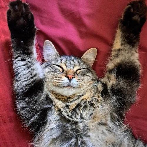 The Marvelous Cat Sitter