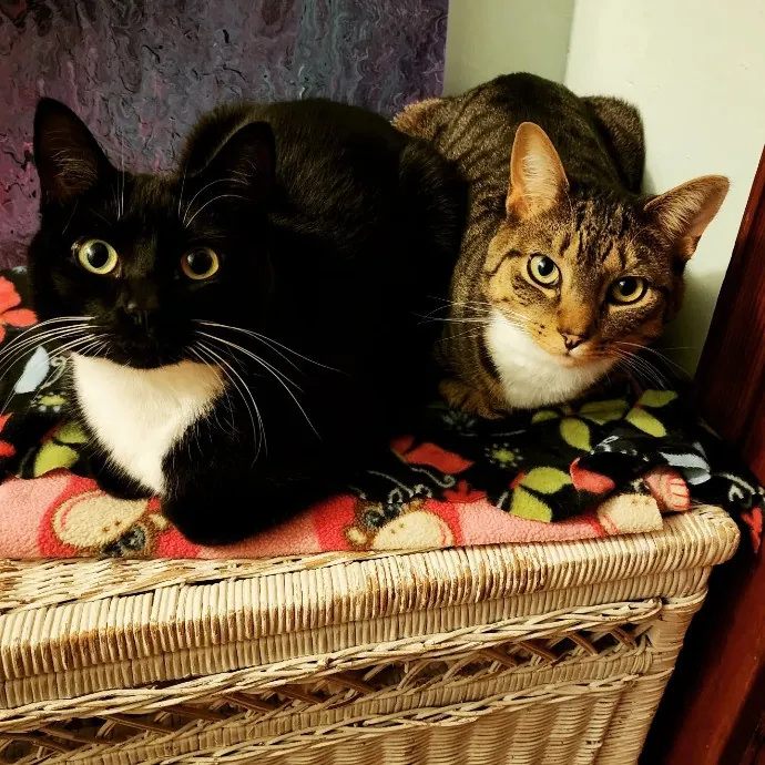 The Marvelous Cat Sitter photo 3